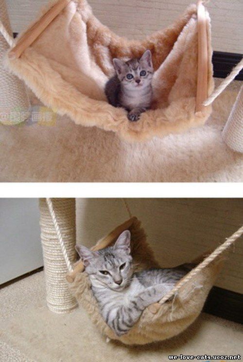 Как сделать маленького кота Как сделать маленького кота